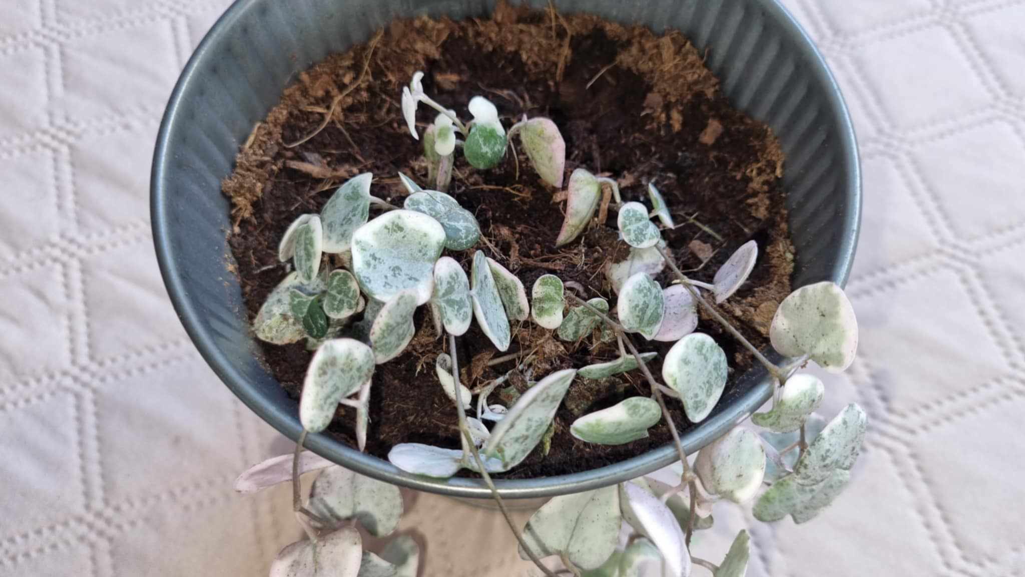 Variegated String of Hearts